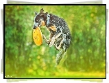 Australijski pies pasterski, Australian Cattle Dog, Skok, Frisbee