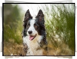 Pies, Border Collie, Trawa, Rozmycie