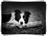 Border Collie, Drewno, Czarno, Białe