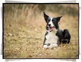 Pies, Border Collie, Trawa