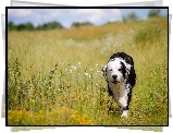 Lato, Łąka, Mokry, Border, Collie, Rozmyte, Tło