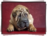 Shar Pei