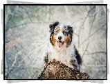 Owczarek australijski-australian shepherd