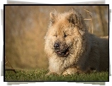 Leżący, Pies, Szpic eurasier