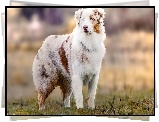 Pies, Pasterski,  Owczarek australijski-australian shepherd