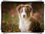 Szczeniak,  Owczarek australijski-australian shepherd