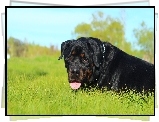 Rottweiler, Trawa