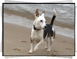 Pies, Jack, Russell Terrier