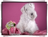 Sealyham Terrier, Pudełko, Kwiatki, Perły