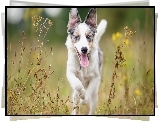 Border collie, Łąka