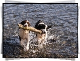 Border Collie, Szczeniaki, Drewno, Zabawa, Rzeka