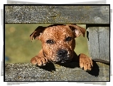 Staffordshire Bull Terrier, Smutne, Oczy, Ogrodzenie