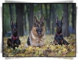 Dobermany, Owczarek Niemiecki, Poranny spacer, Park, Liście, Jesień