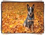 Australijski pies pasterski, Australian Cattle Dog, Liście