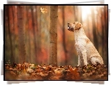 Pies, Labrador, Jesień, Las, Liście L