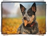 Australijski pies pasterski, Australian Cattle Dog