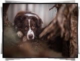 Pysk, Oczy, Border Collie