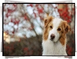 Border, Collie, Czerwony, Bokeh