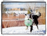Pies, Frisbee, Śnieg