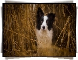 Suche, Zboże, Border Collie