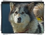 Pies, Alaskan Malamute