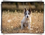 Szczeniak, Border, Collie, Łąka