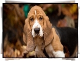 Basset Hound