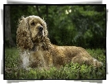 Leżący, Cocker spaniel amerykański