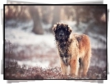 Leonberger, Natura, Rozmyte, Tło