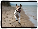 Pies, Wyżeł niemiecki krótkowłosy, Morze, Plaża, Język