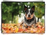 Australian cattle dog, Liście