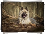 Szpic eurasier, Las, Gałęzie