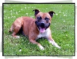 Staffordshire Bull Terrier