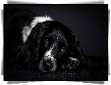 Angielski, Springer spaniel, Smutne, Oczy