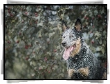 Australijski pies pasterski, Australian Cattle Dog