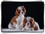 Dwa, Szczeniaki, Cavalier King Charles spaniele