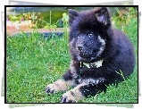 Szczeniak, Szpic eurasier, Trawa