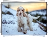 Cocker spaniel angielski