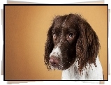 Springer Spaniel, Smutne, Spojrzenie