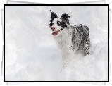 Border collie, nieg