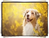 Owczarek australijski, Australian shepherd, Forsycja
