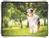 Wiosna, Owczarek australijski, Australian shepherd