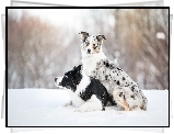 Śnieg, Border collie