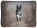 Biegncy, Szczeniak, Border collie, Trawa