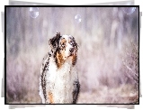 Owczarek australijski, Australian shepherd, Spojrzenie, Bańki