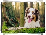 Owczarek australijski, Australian shepherd, Język, Las