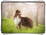 Owczarek australijski, Australian shepherd, Rozmycie