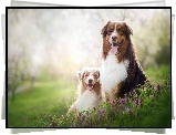 Owczarki australijskie, Australian Shepherd, Łąka, Kwiaty