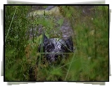 Australian cattle dog, Pyszczek, Zarośla