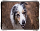 Owczarek australijski, Australian shepherd